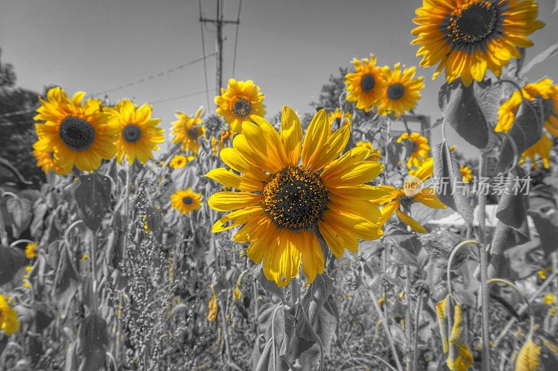 Black, White, Yellow Sunflowers Along Highway Road, Power Lines